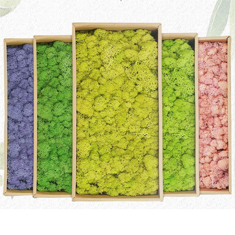 20g Artificial Green Plants Et - Sphagnum Moss Dry review and price